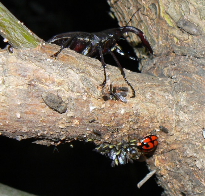 中州のヤナギ_ノコギリクワガタとカメノコテントウ 2021年6月2日 19時20分頃 気温22度